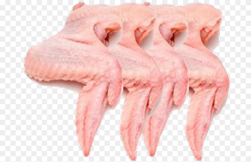 Chicken Wings Meat, Hardware, Electronics, Sea Life, Animal Png