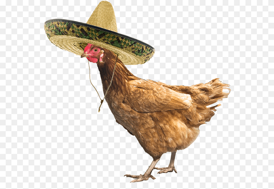 Chicken With A Hat, Animal, Bird, Clothing, Fowl Png Image
