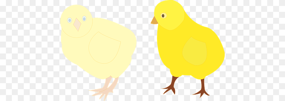 Chickens Animal, Bird, Fowl, Poultry Free Transparent Png