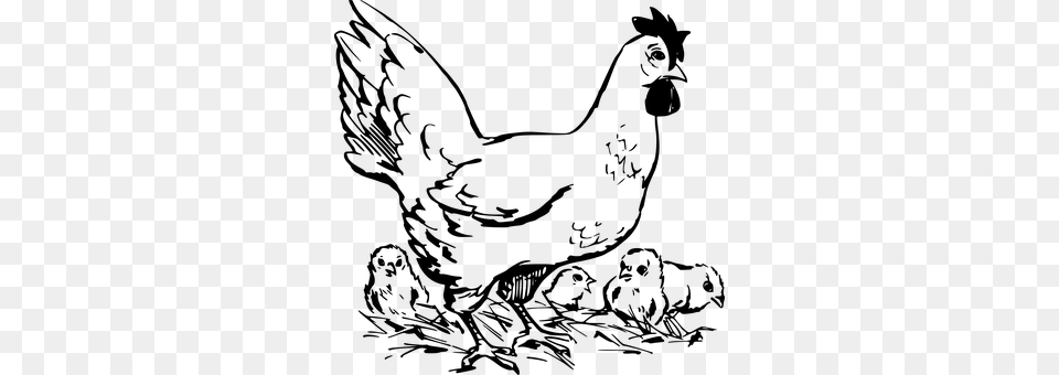 Chickens Gray Free Png