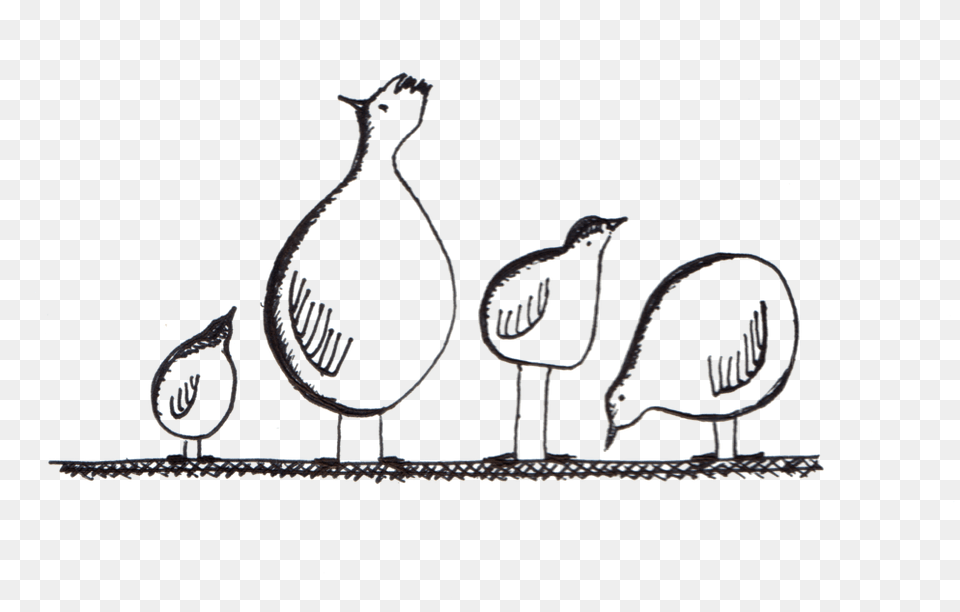 Chickens, Animal, Bird Free Png