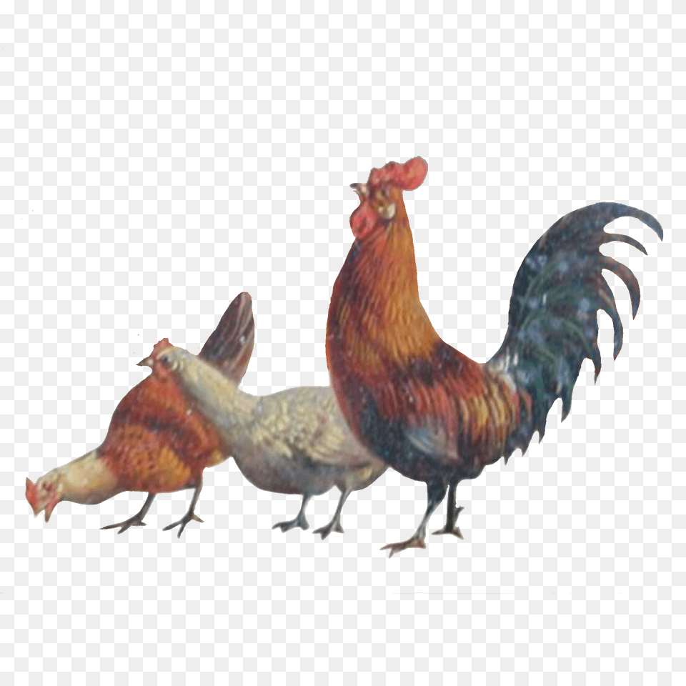 Chickens Animals Farm Freetoedit, Animal, Bird, Chicken, Fowl Free Transparent Png