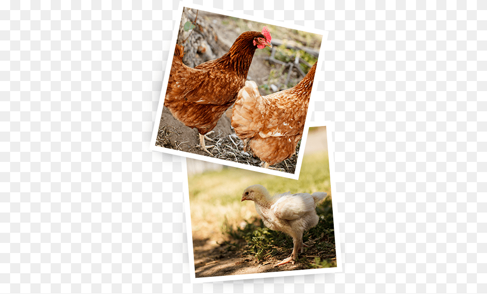 Chickens Primal Pastures, Animal, Bird, Chicken, Fowl Free Transparent Png