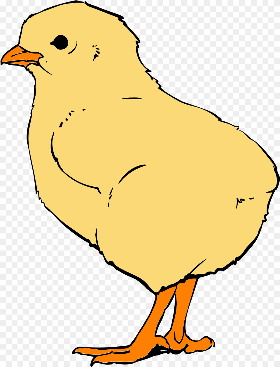 Chicks, Person, Animal, Bird, Fowl Png