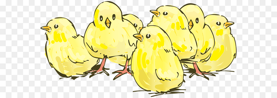 Chicks Animal, Bird, Fowl, Poultry Png