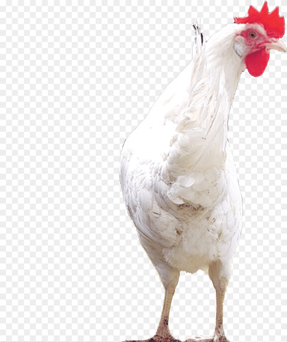 Chicks, Animal, Bird, Chicken, Fowl Free Png