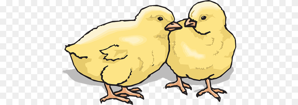 Chicks Animal, Bird, Baby, Person Png Image