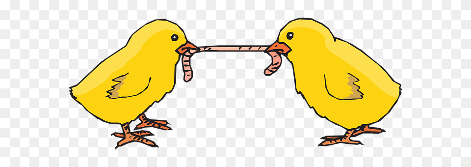 Chicks Animal, Beak, Bird, Canary Free Transparent Png