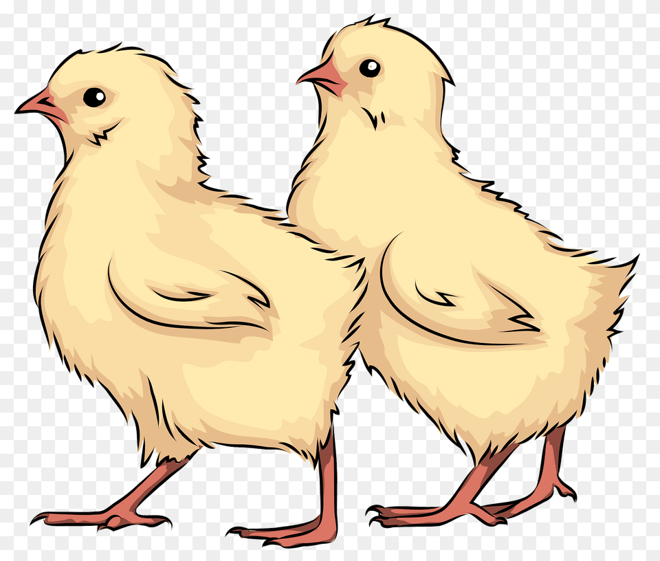 Chicks Clipart, Animal, Bird, Chicken, Fowl Free Png Download