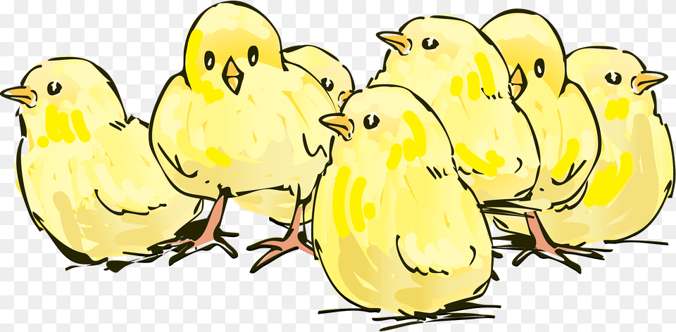 Chicks Clipart, Animal, Bird, Penguin, Fowl Free Png