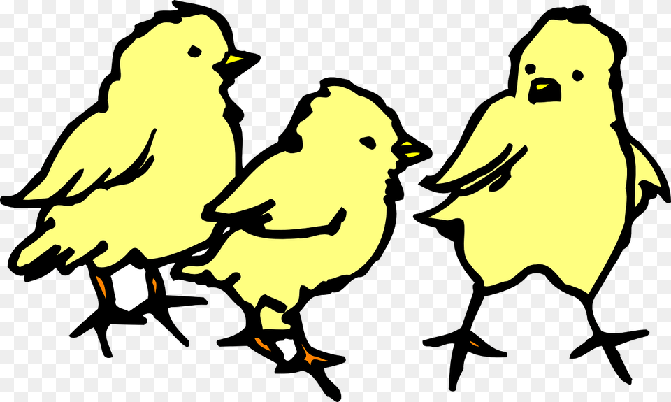 Chicks Clipart Black And White, Baby, Person, Animal, Bird Png