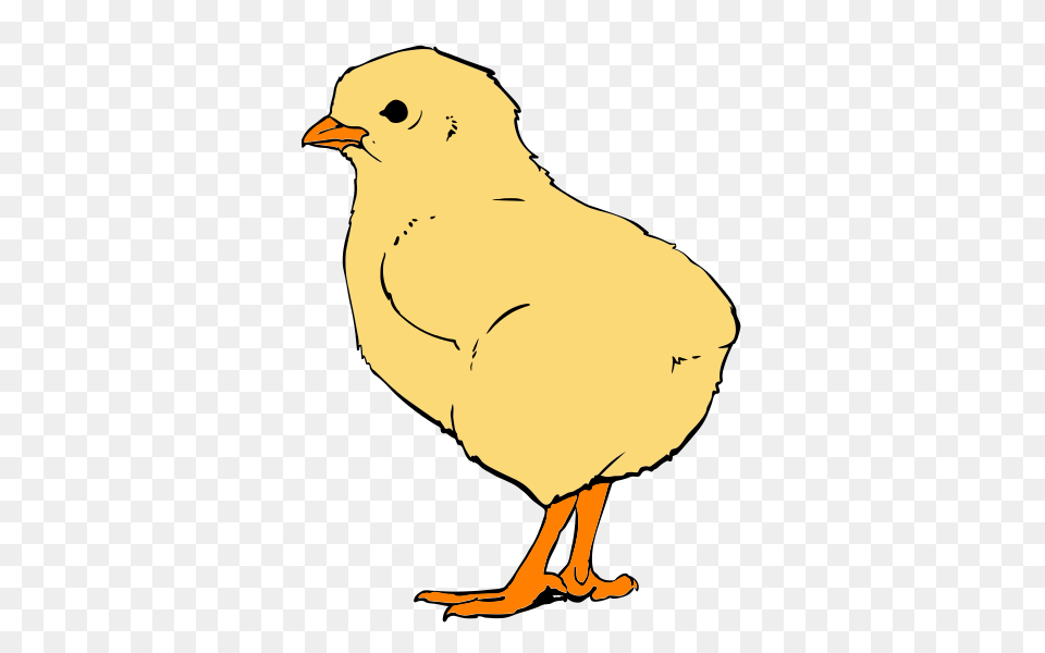 Chicks Closeup, Animal, Bird, Person, Fowl Free Png Download