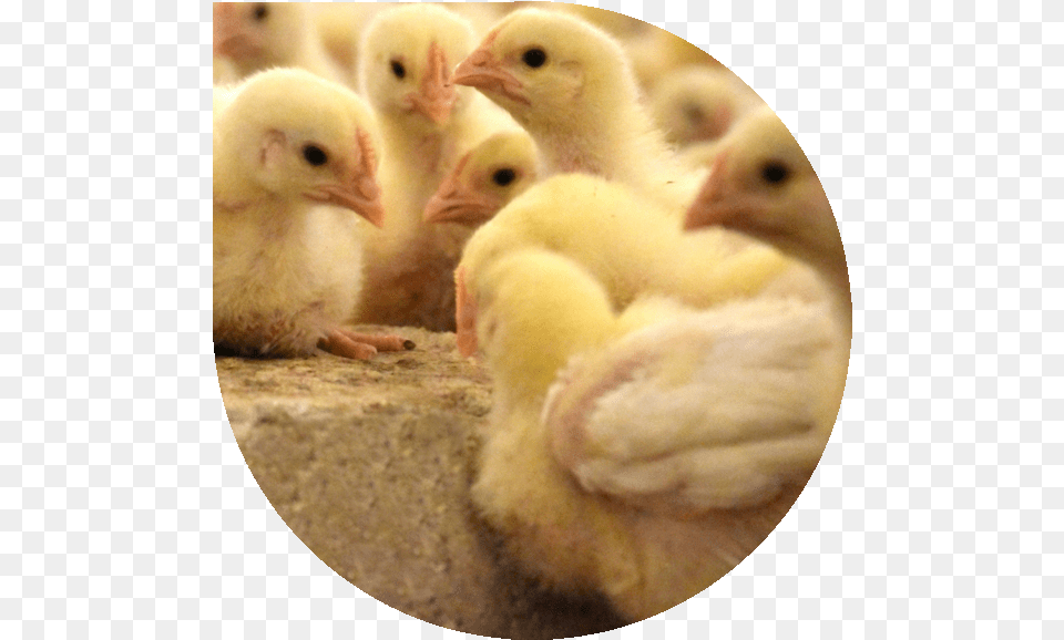 Chicks In Barn Chicken, Animal, Bird, Fowl, Poultry Free Png