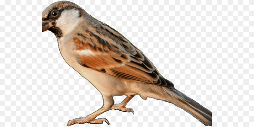 Chidiya Ko English Mein Kya Kehte Hain, Animal, Bird, Sparrow, Finch Png Image