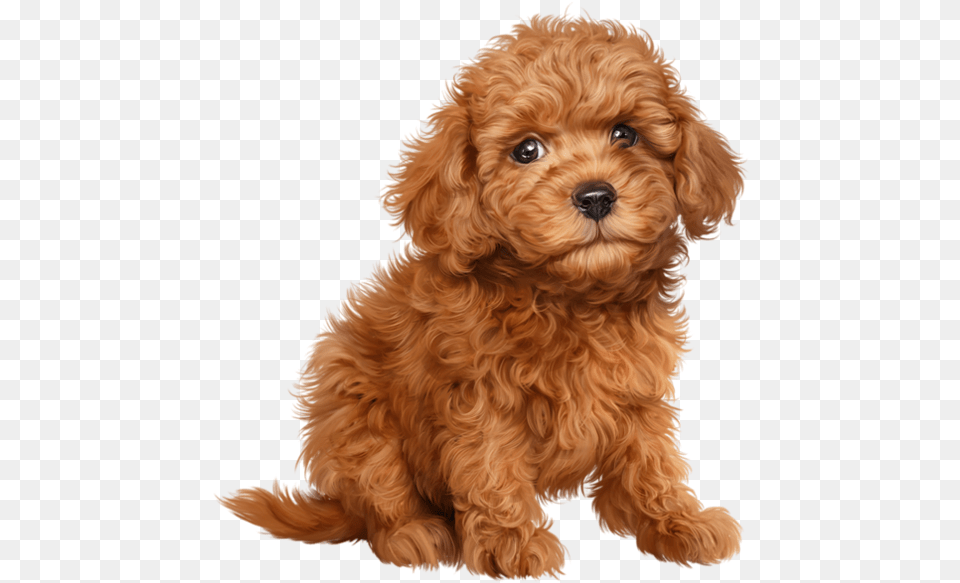 Chiens Dog Puppies Wallpapers Show Type Cocker Spaniel, Animal, Canine, Mammal, Pet Free Png Download