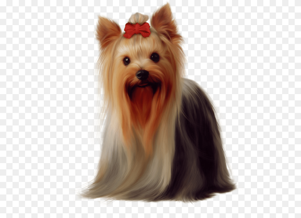 Chiens Dog Puppies Wallpapers Very Cute Yorkshire Terrier, Animal, Canine, Mammal, Pet Free Png