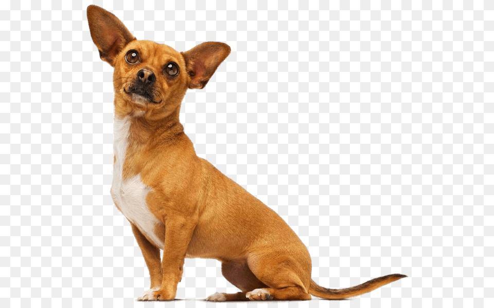 Chihuahua, Animal, Canine, Dog, Mammal Free Transparent Png