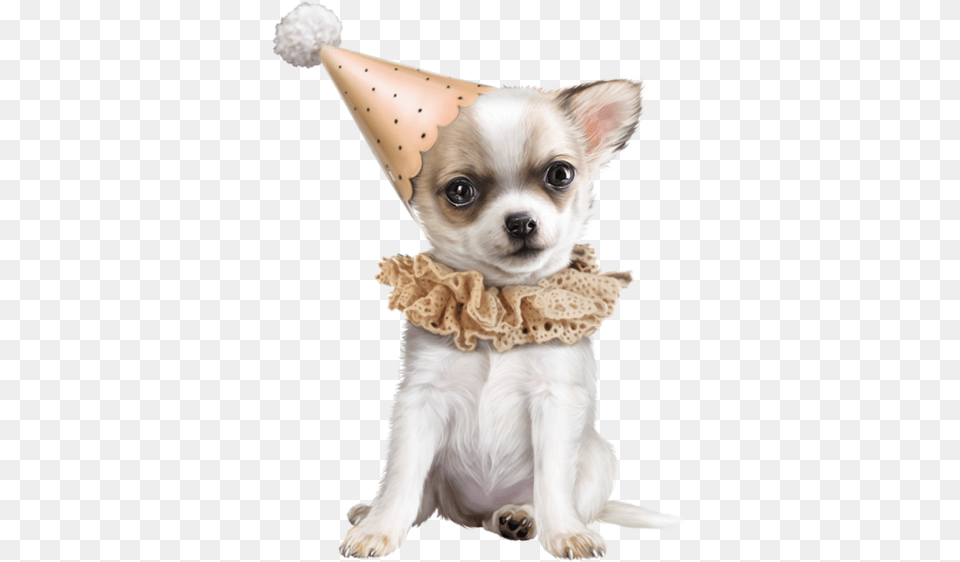 Chihuahua, Animal, Canine, Clothing, Dog Png