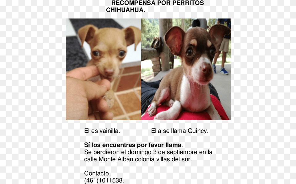 Chihuahua, Animal, Pet, Dog, Puppy Png