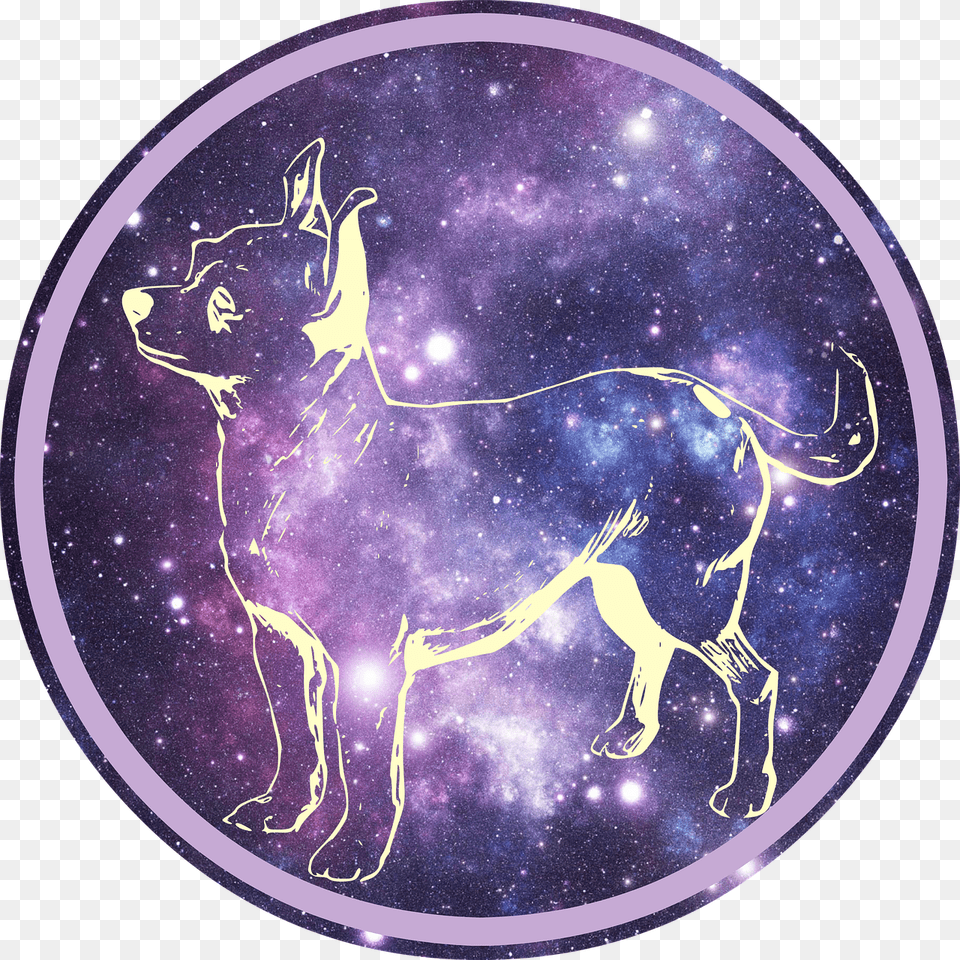 Chihuahua, Nature, Night, Outdoors, Purple Png