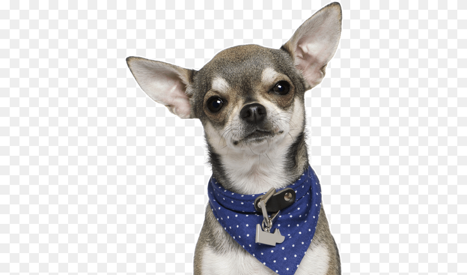 Chihuahua, Accessories, Animal, Canine, Dog Free Png Download