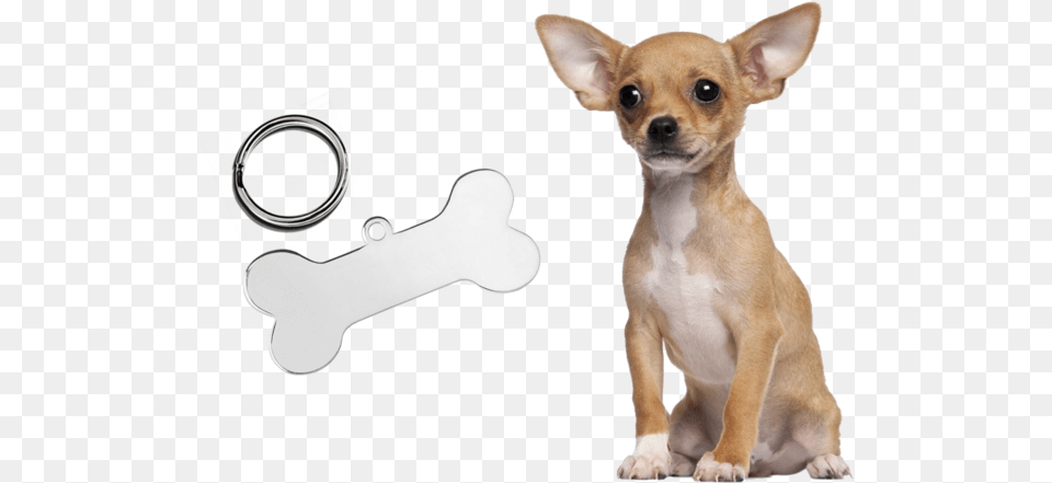 Chihuahua, Animal, Canine, Dog, Mammal Free Png Download