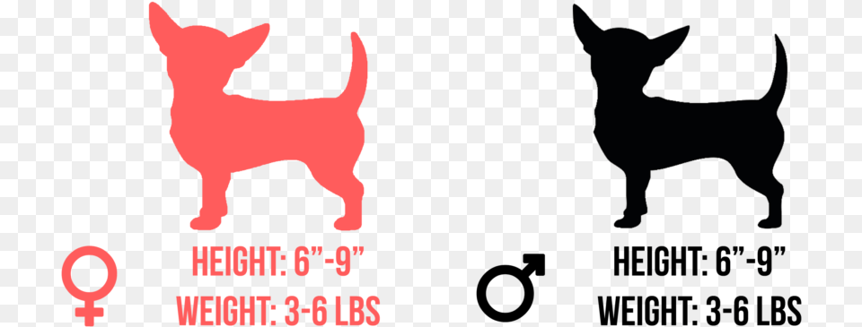 Chihuahua, Silhouette, Animal, Cat, Mammal Png Image