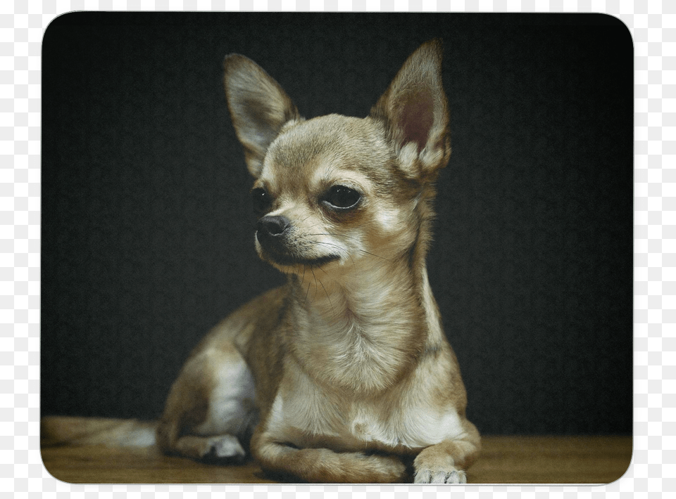 Chihuahua, Animal, Canine, Dog, Mammal Free Png