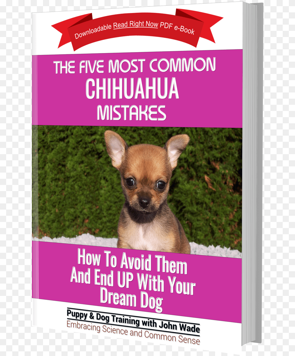 Chihuahua, Advertisement, Poster, Animal, Canine Free Transparent Png