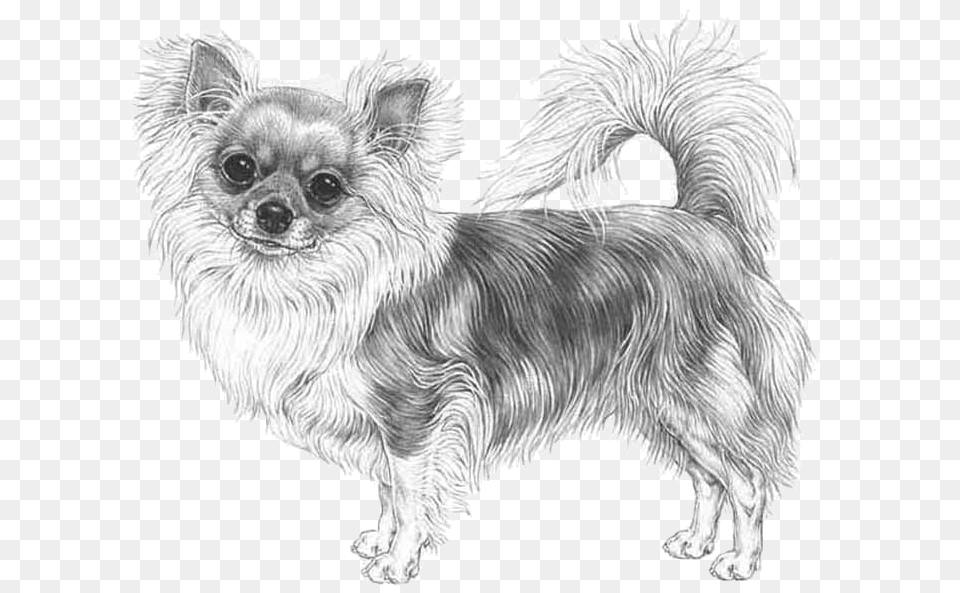 Chihuahua, Animal, Canine, Dog, Mammal Png