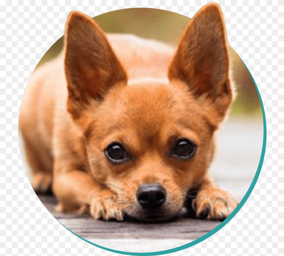 Chihuahua, Animal, Canine, Dog, Mammal Free Transparent Png