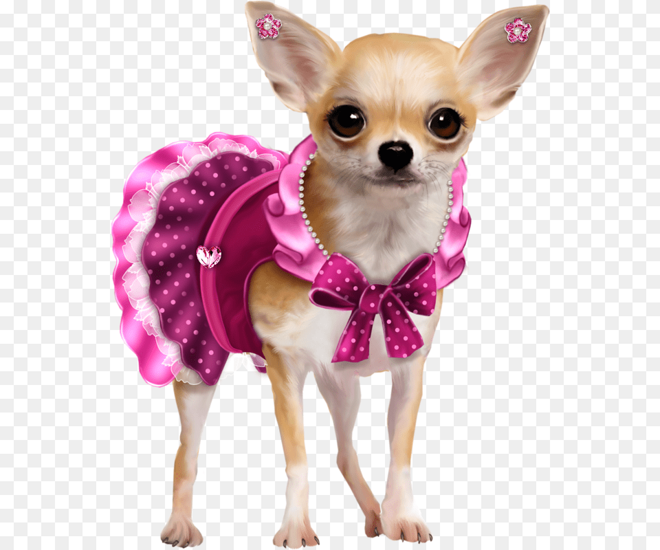 Chihuahua, Animal, Canine, Dog, Mammal Png