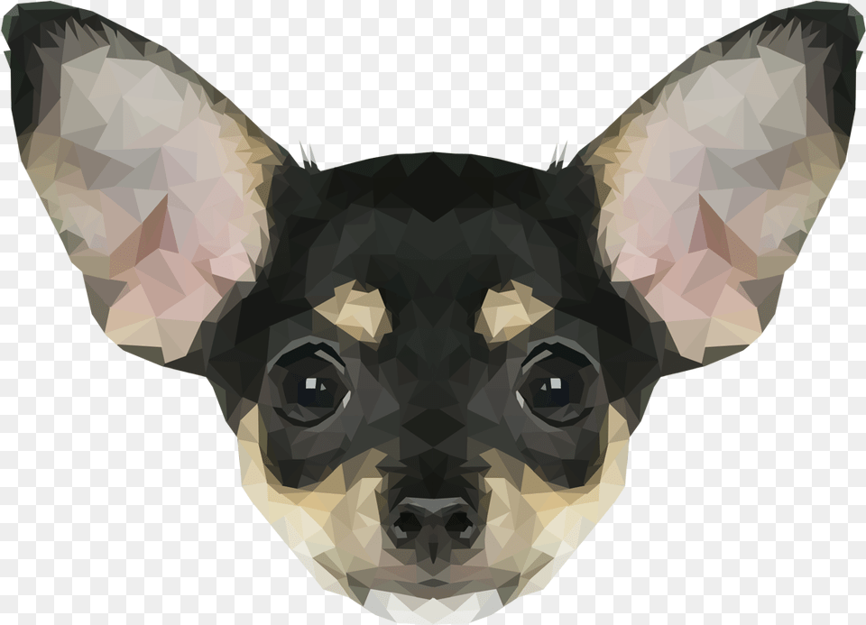 Chihuahua, Animal, Mammal, Pet, Dog Free Png