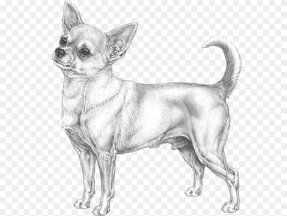 Chihuahua, Animal, Canine, Dog, Mammal Png Image