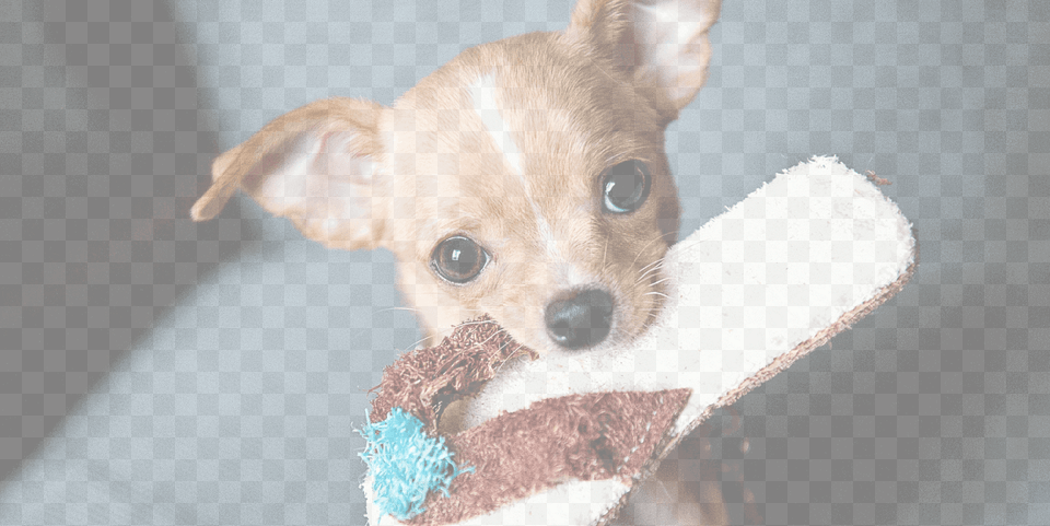Chihuahua Adoption Little Chihuahua Puppy Dog With A Slipper Journal, Animal, Canine, Mammal, Pet Free Transparent Png