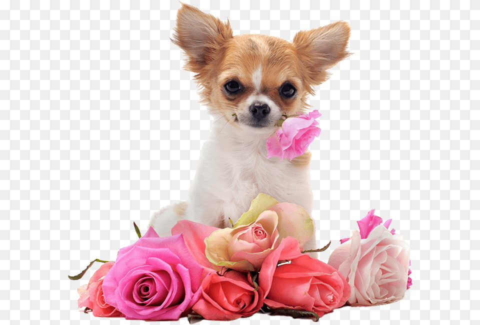 Chihuahua Backgrounds, Rose, Plant, Flower Bouquet, Flower Arrangement Png