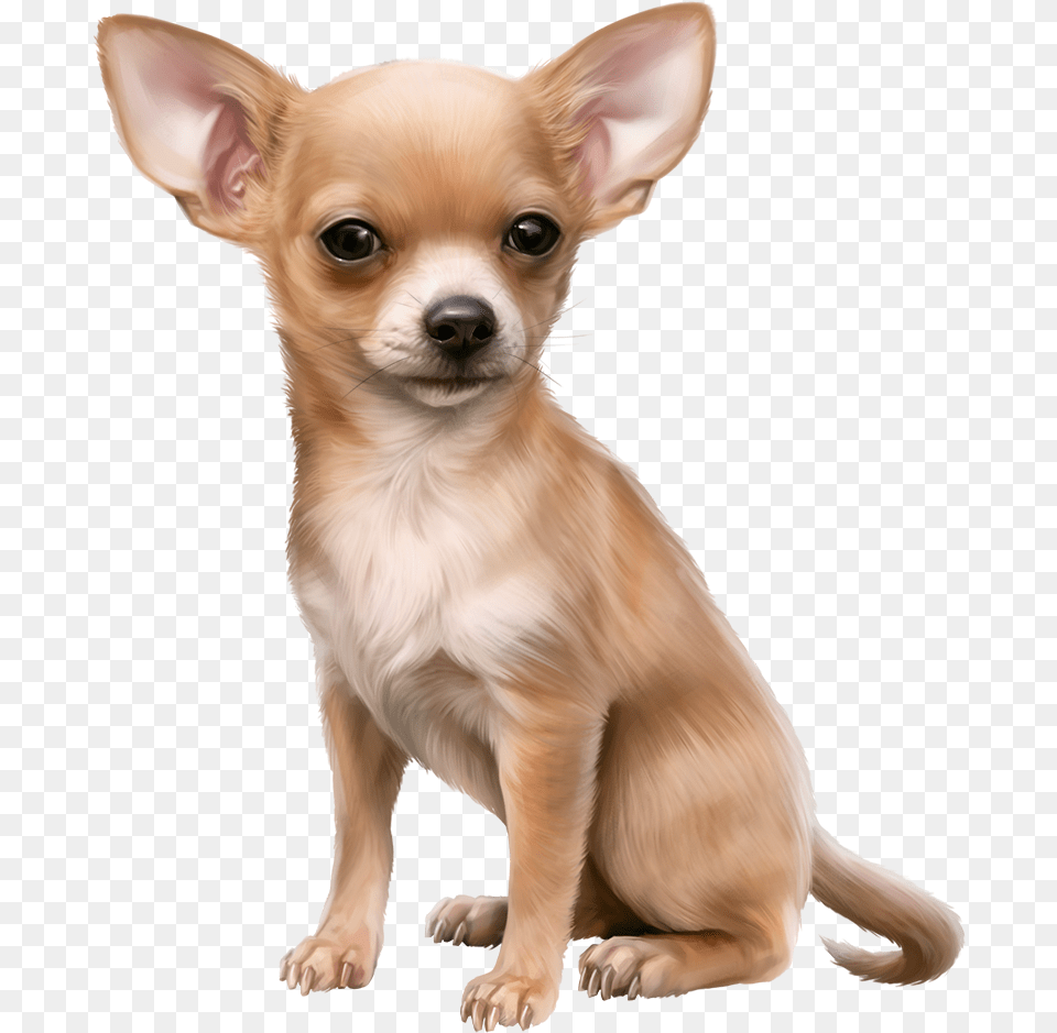 Chihuahua Clipart Cute Chihuahua Chihuahua Clipart, Animal, Canine, Dog, Mammal Free Png Download