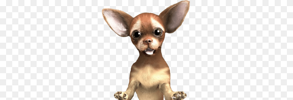 Chihuahua Close Up, Animal, Canine, Dog, Mammal Png Image