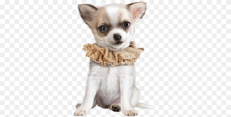 Chihuahua Dog, Animal, Canine, Mammal, Pet Png