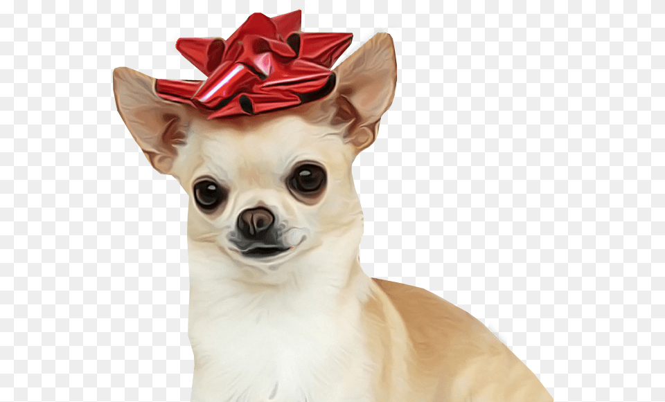 Chihuahua Dog For Sale Transparent Background Chihuahua, Animal, Canine, Mammal, Pet Free Png