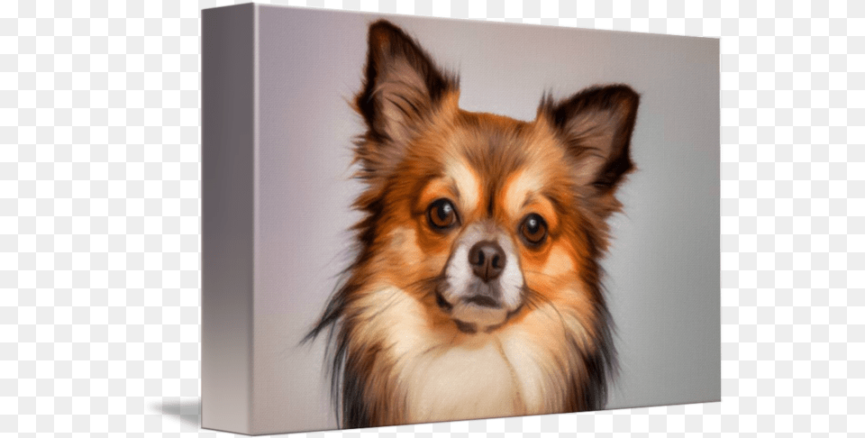 Chihuahua Dog Portrait By Vincent Monozlay Beagle Long Hair Chihuahua Mix, Animal, Canine, Mammal, Pet Free Png Download