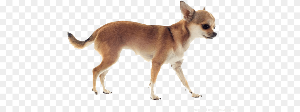 Chihuahua Dog Standing Photo Chihuahua Running, Animal, Canine, Mammal, Pet Png