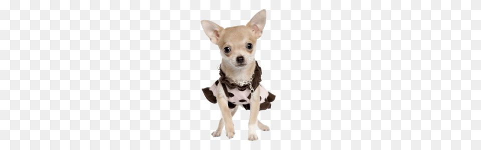 Chihuahua Dress, Animal, Canine, Dog, Mammal Png Image