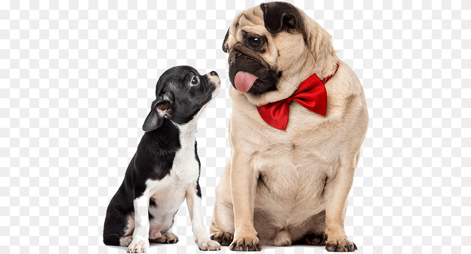 Chihuahua E Carlino, Accessories, Pet, Mammal, Formal Wear Png