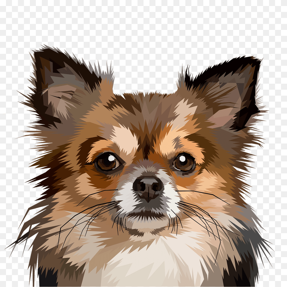 Chihuahua Face Clipart, Animal, Canine, Mammal, Dog Png Image