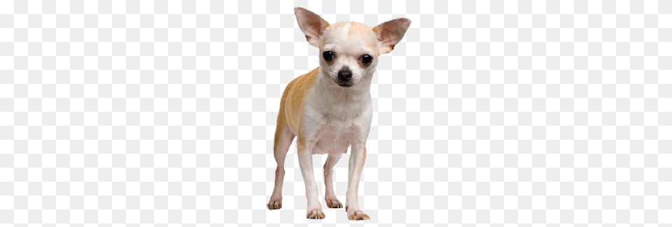 Chihuahua Face Dog, Animal, Canine, Mammal, Pet Png Image