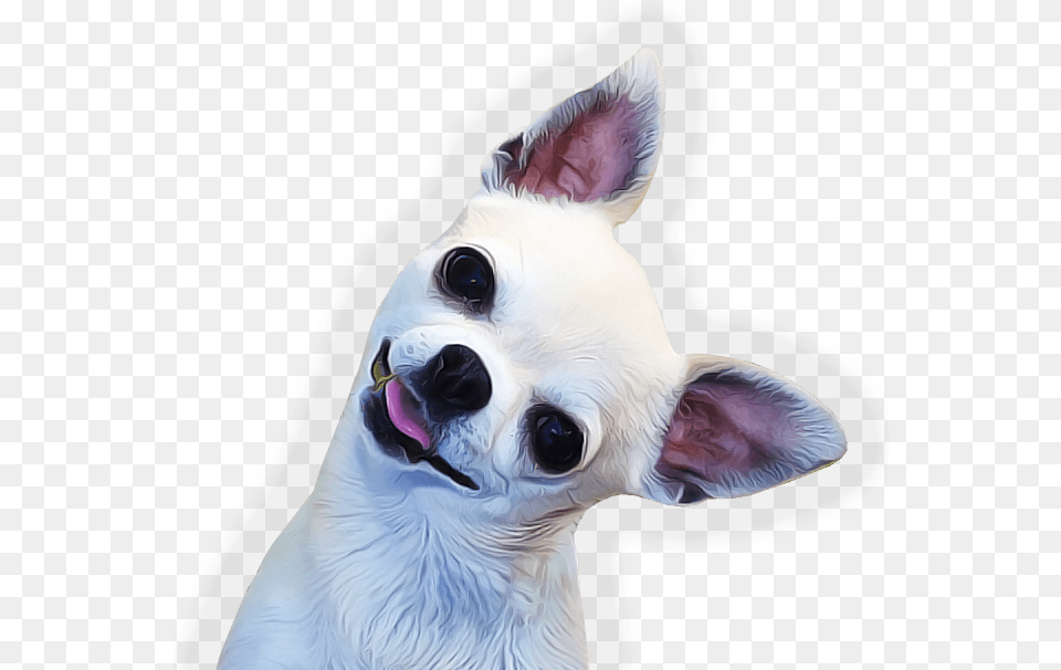 Chihuahua Face Side, Animal, Canine, Dog, Mammal Png