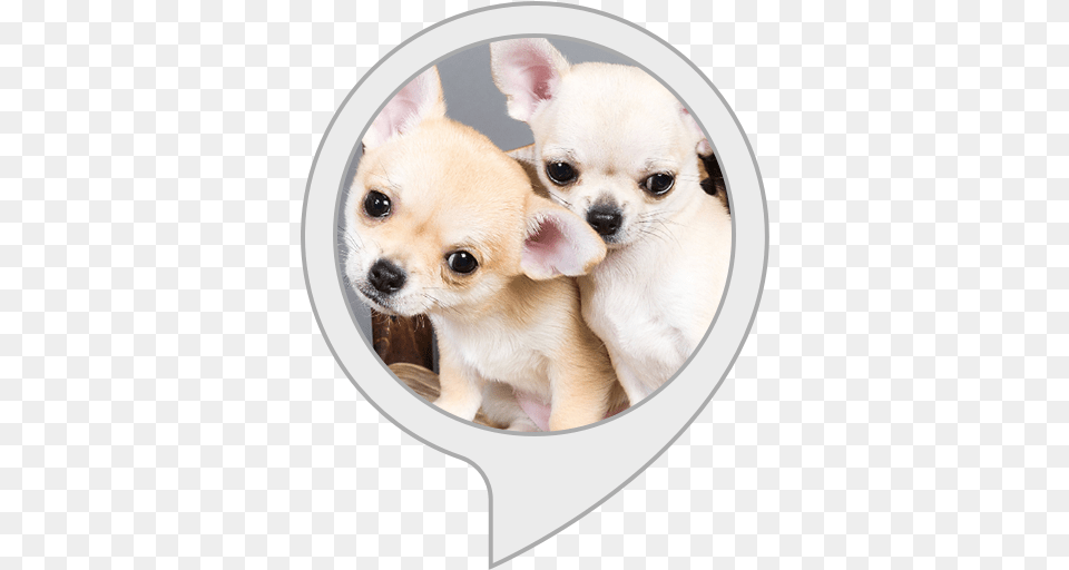 Chihuahua Facts Chihuahua, Animal, Canine, Dog, Mammal Free Transparent Png