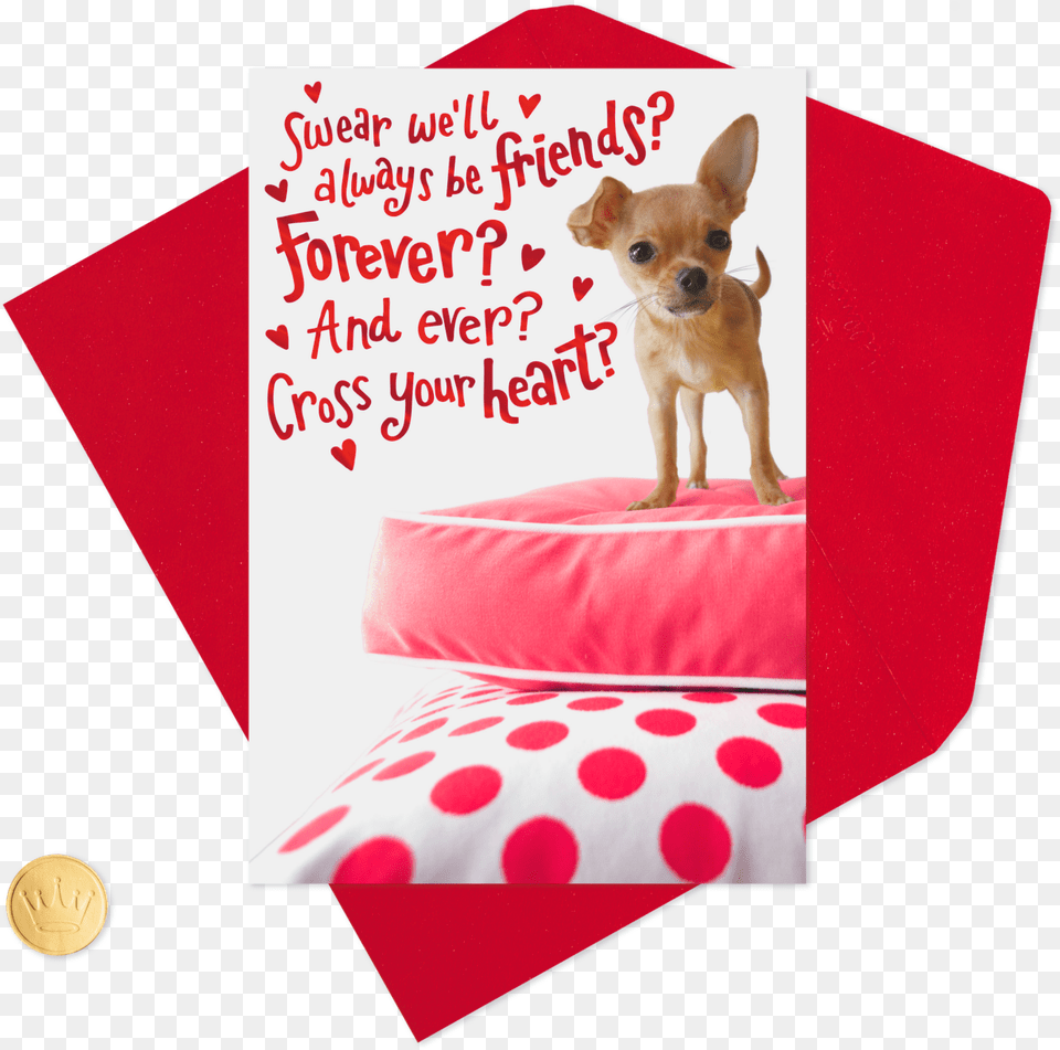 Chihuahua For My Forever Friend Valentine S Day, Envelope, Greeting Card, Mail, Animal Png