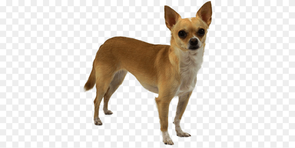 Chihuahua Giant Wolf Stuffed Animal, Canine, Dog, Mammal, Pet Free Png Download